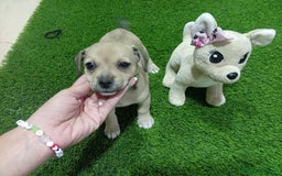 Otras razas perros en adopcion: Oportunidad  - Imagen 4