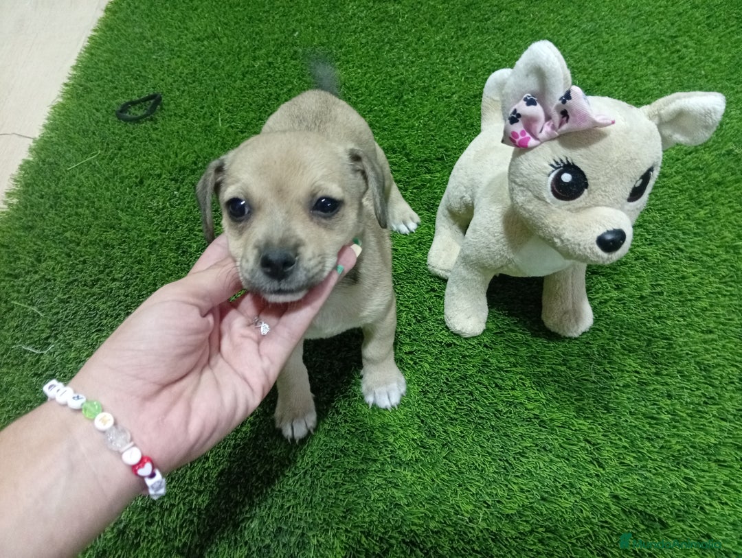 Otras razas perros en adopcion: Oportunidad  - Imagen 4