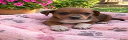 Raza Mixta perros en venta: PRECIOSA PAREJA(leer bien anuncio ) - Anuncio 3