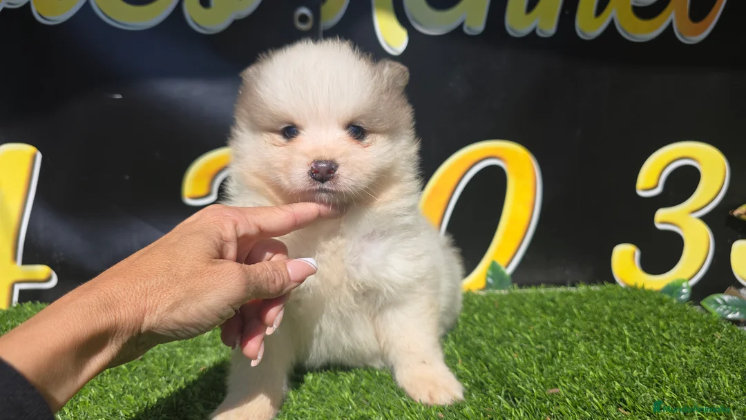 Pomsky perros en venta: Pomsky Blue - Anuncio 1