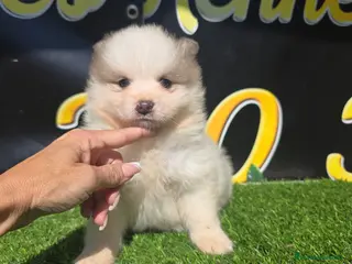 Pomsky perros Pomsky Blue - Anuncio 5