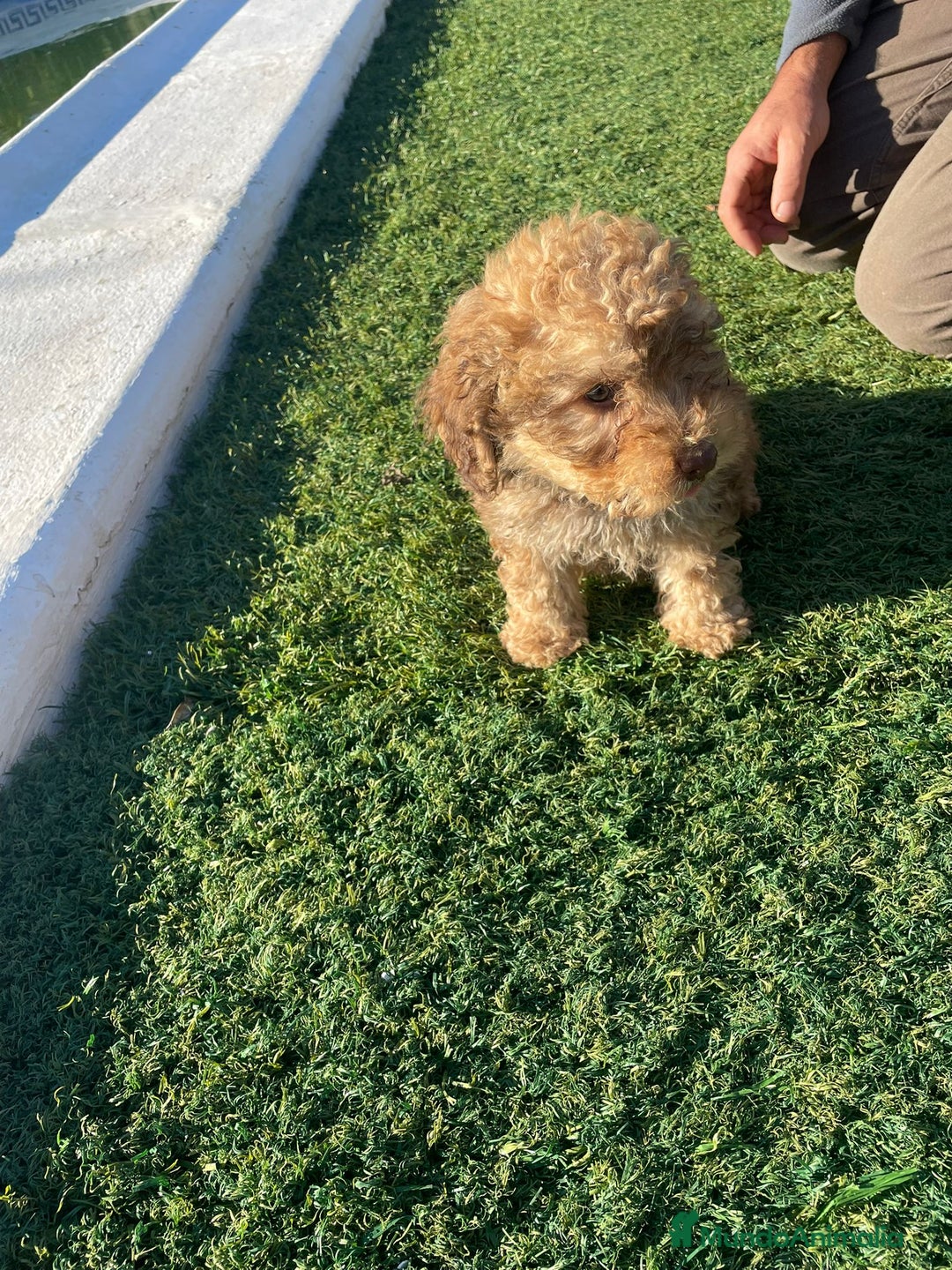 Perro de Agua Español perros en venta: Perro de agua  - Anuncio 4