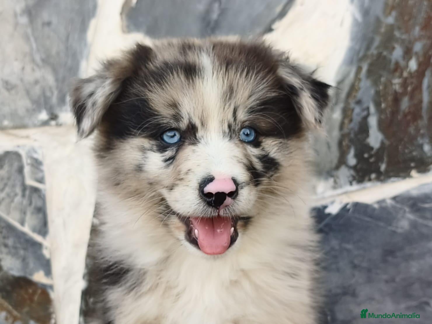 Raza Mixta perros BORDERPOM (POMERANIA + BORDER COLLIE) - Anuncio 2
