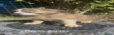Border Collie 2
