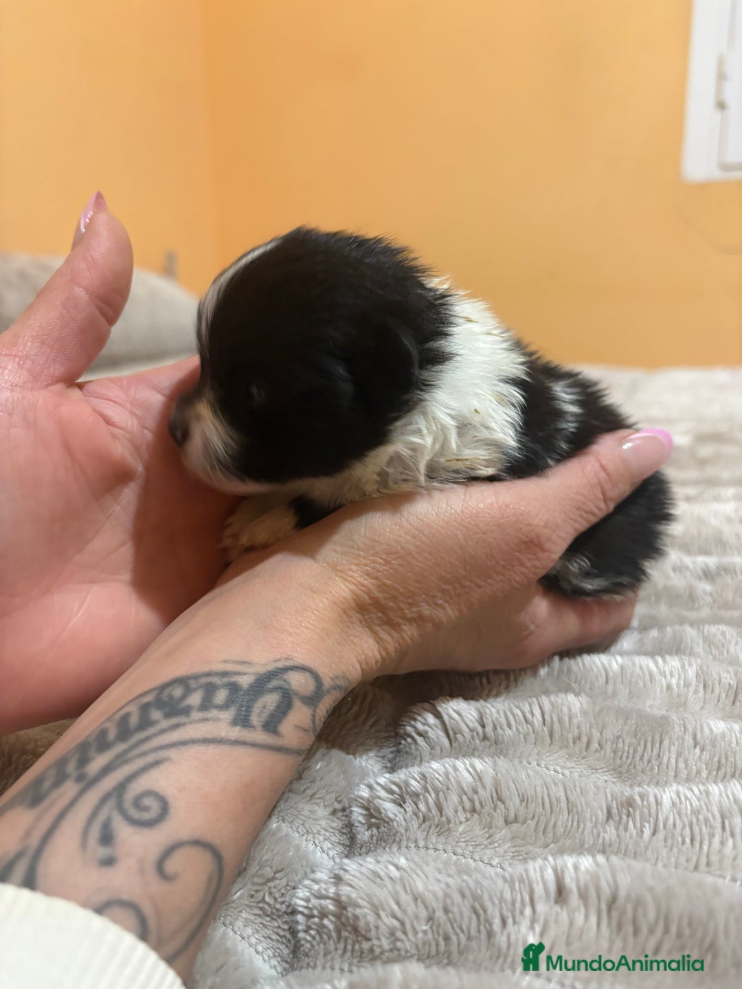 Pomerania perros en venta: Macho Lulu de Pomerania Toy party  - Anuncio 11