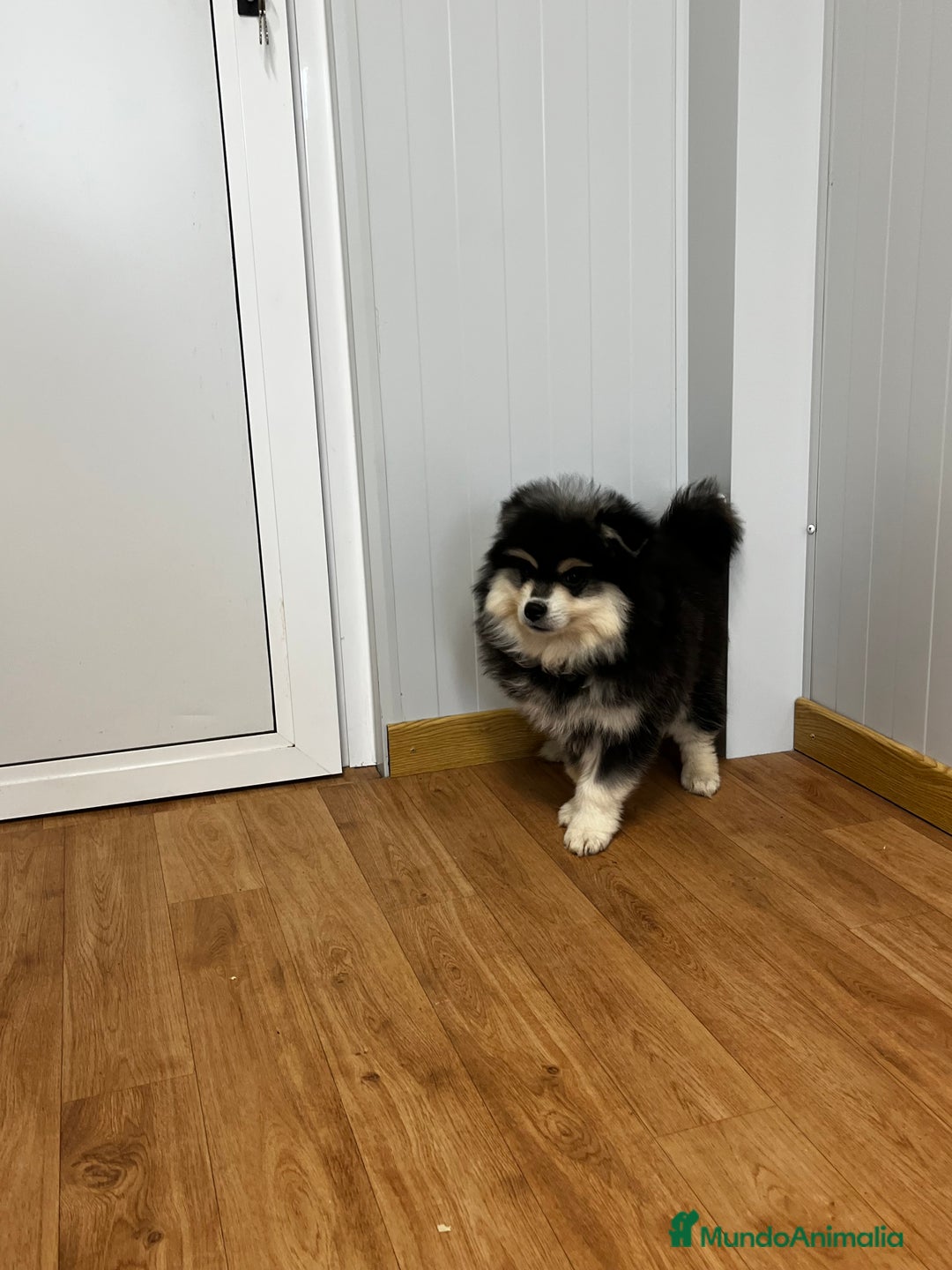 Pomsky perros en venta: Pomsky miniatura multigeneracional  - Anuncio 4