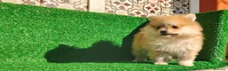 Pomerania perros en venta: Pomerania  - Anuncio 15