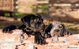 Cane Corso perros en venta: Preciosos cachorros de Cane corso - Anuncio 11