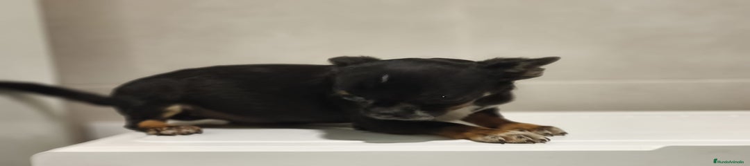 Chihuahua Cachorro 1