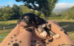 Saluki perros en venta: Camada de Salukis  - Imagen 9