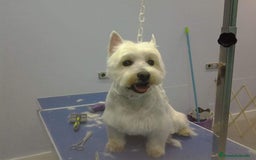 West Highland White Terrier perros en venta: Westy  - Imagen 6