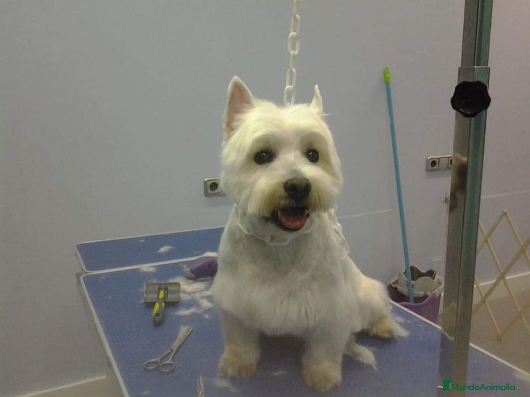 West Highland White Terrier perros en venta: Westy  - Imagen 6