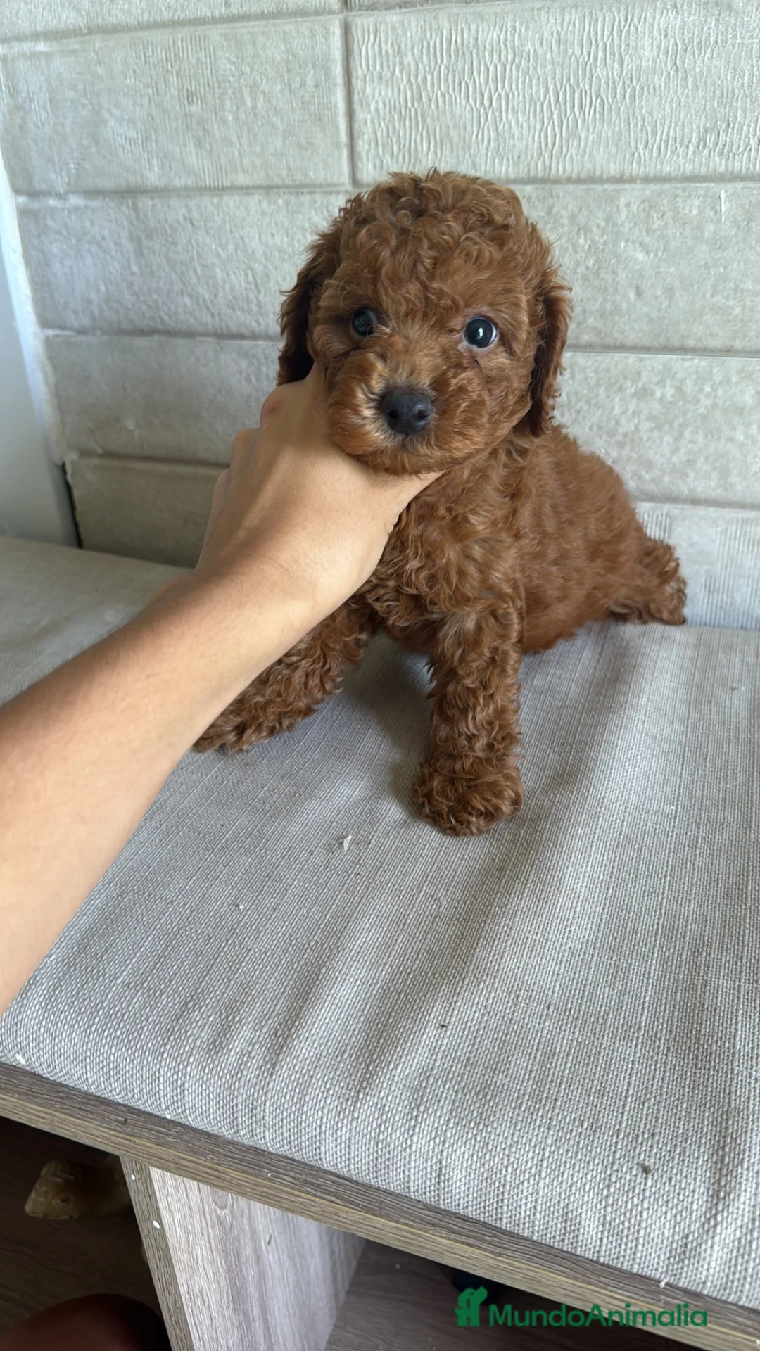 Caniche Toy perros en venta: Caniche Toy  - Anuncio 1