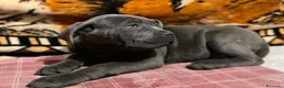 Cane Corso perros en venta: Cane Corso - Anuncio 7