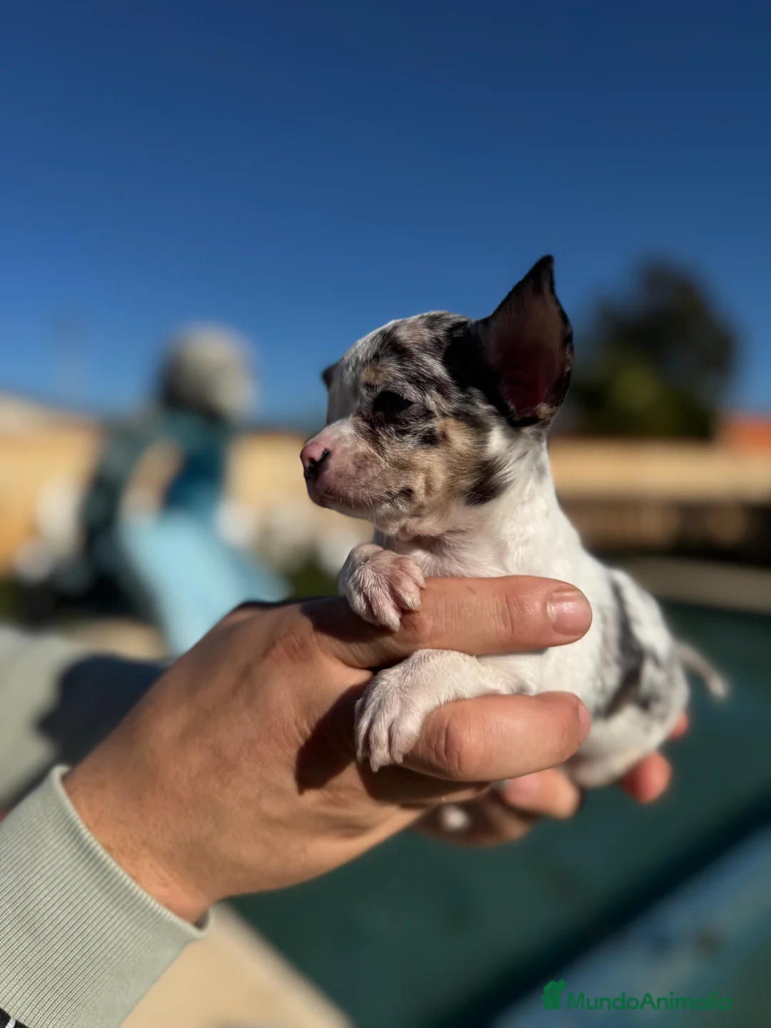 Chihuahua perros en venta: Chihuahuas  en Illes Balears - Anuncio 10