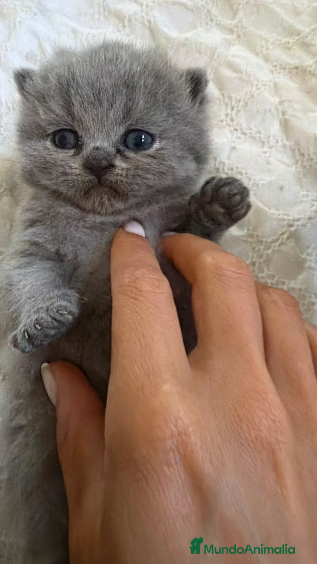 Británico de Pelo Corto gatos en venta: Cachorros British Shorthair  - Anuncio 4