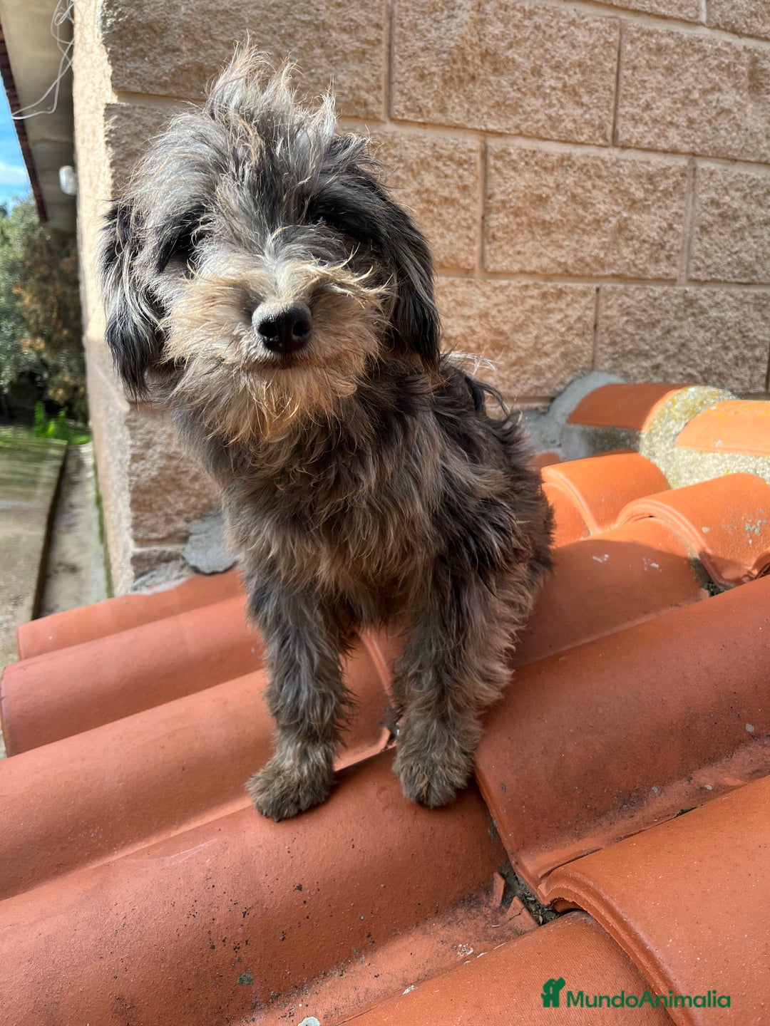 Raza Mixta perros en venta: Precioso cachorro Aussiedoodle - Anuncio 4