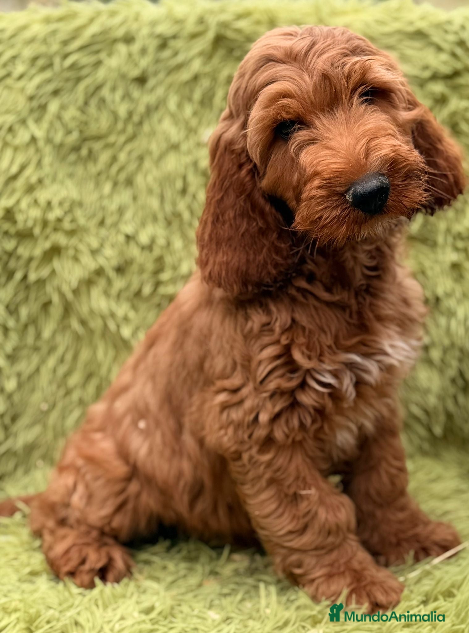 Cockapoo perros Cockapoo macho rojo  - Anuncio 1