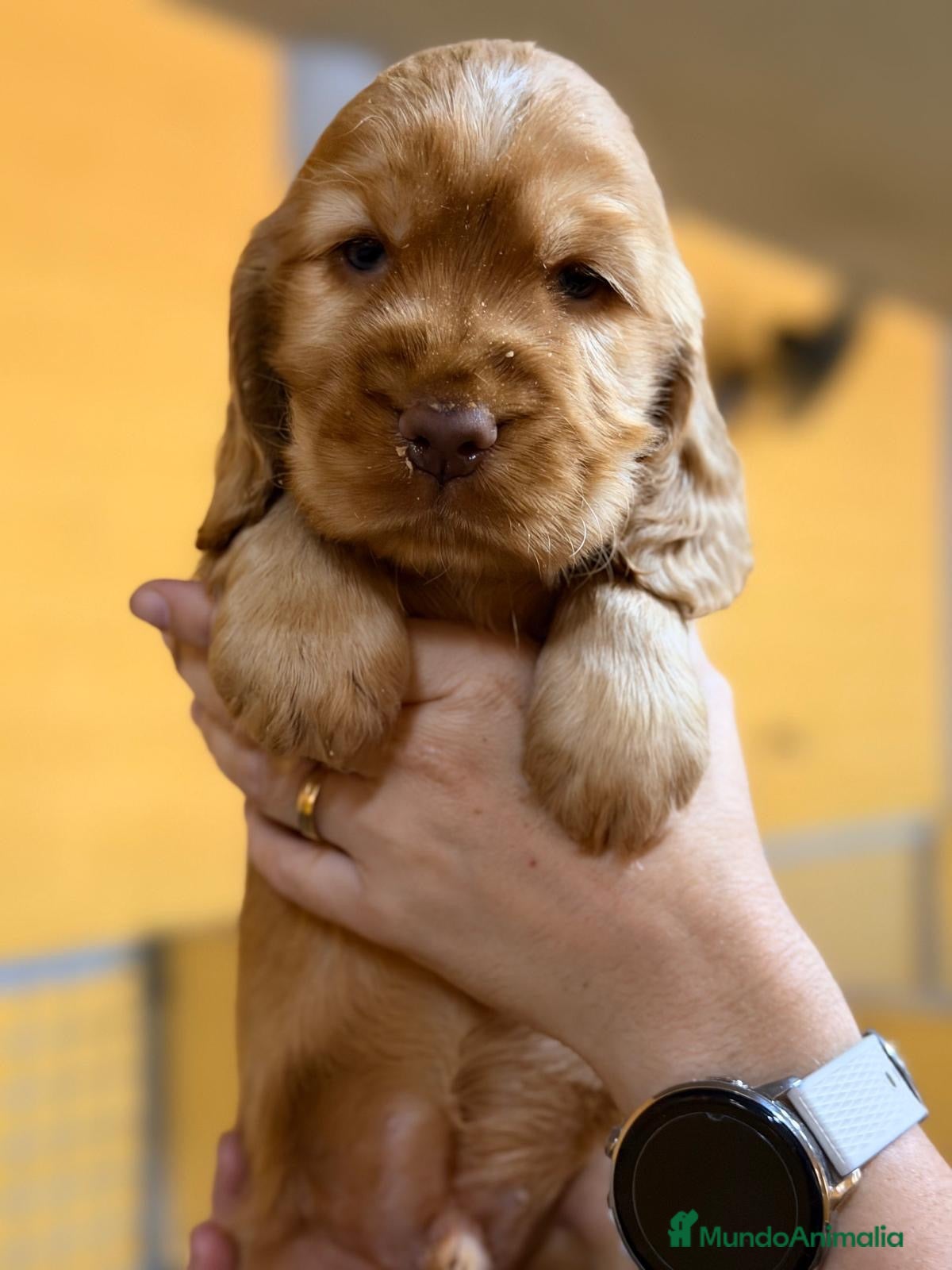 Cocker Spaniel Inglés perros Machos Cocker inglés - Anuncio 1