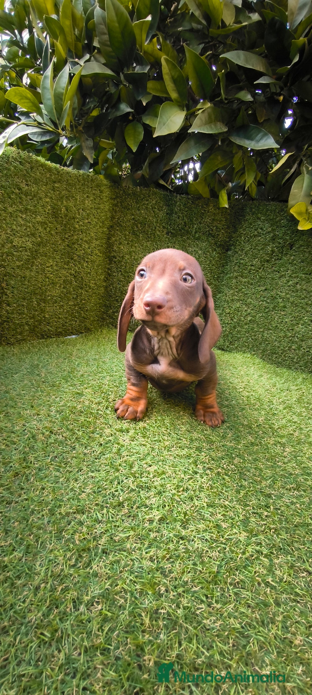 Teckel Miniatura perros en venta: camada de teckel miniatura varios colores  - Anuncio 19