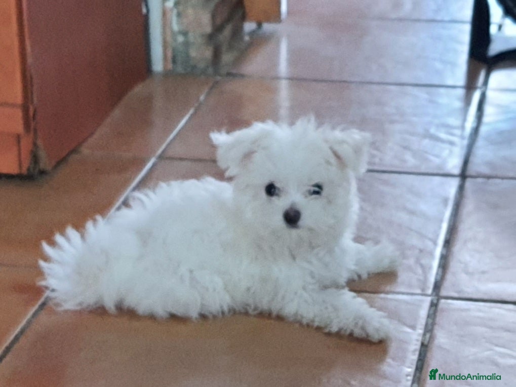 Bichón Maltés perros Cachorra de bichon maltes - Anuncio 3