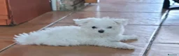 Bichón Maltés perros en venta: Cachorra de bichon maltes - Anuncio 1