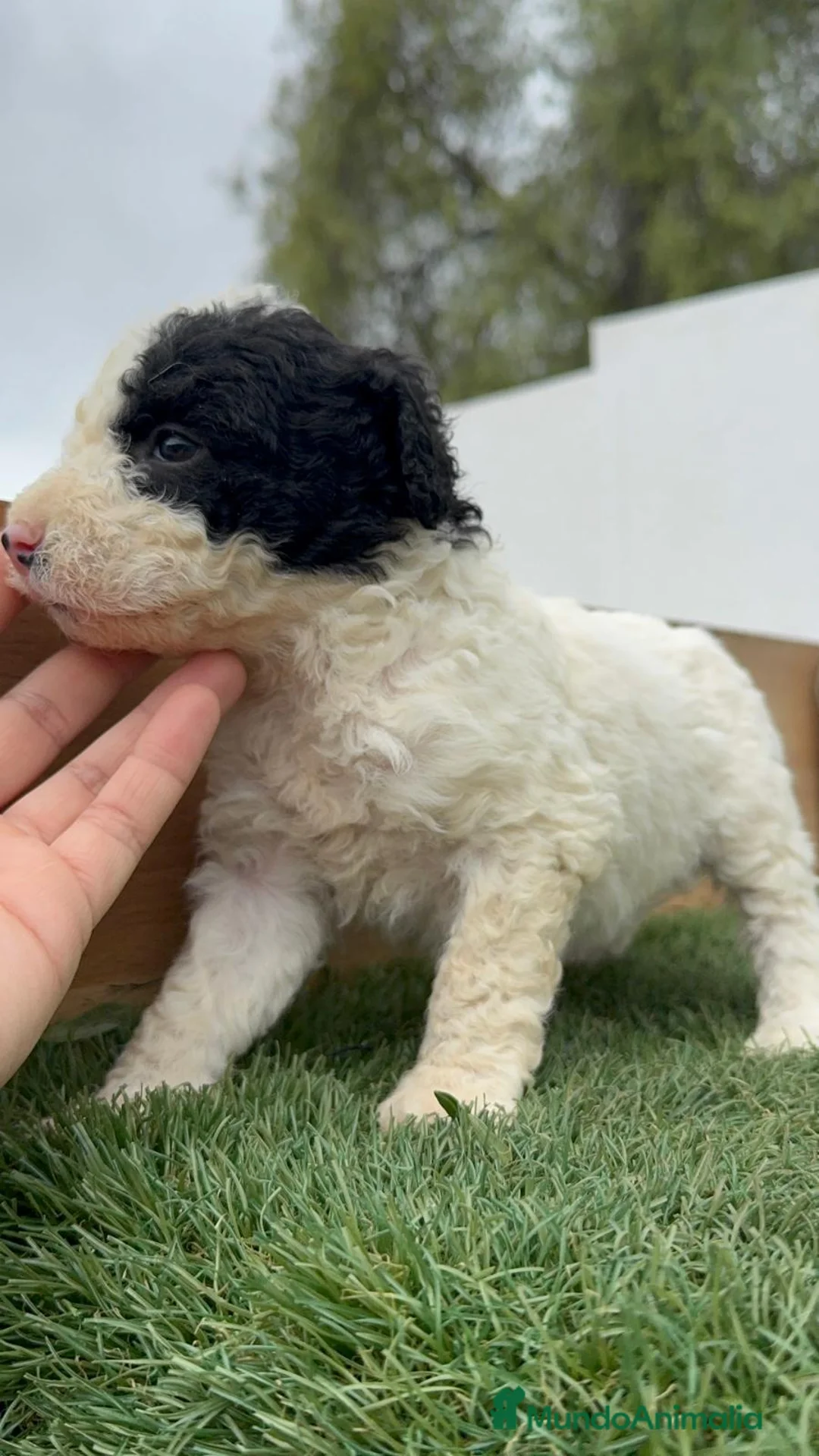 Perro de Agua Español perros en venta: PERRO DE AGUA HEMBRA - Anuncio 8