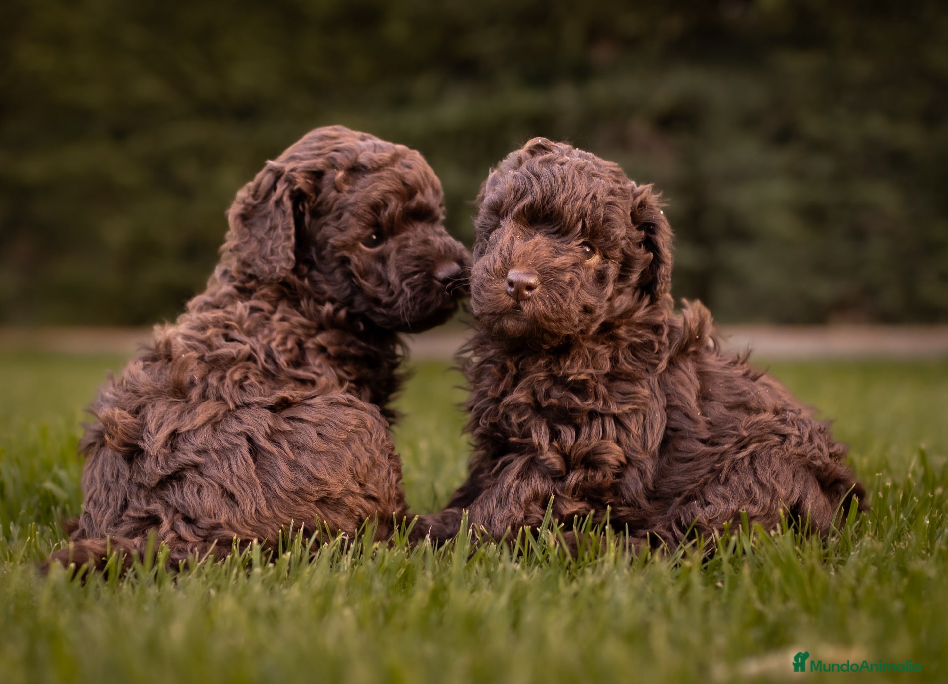 Caniche Toy perros Caniches Toy chocolate  - Anuncio 1