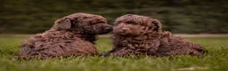 Caniche Toy perros en venta: Caniches Toy chocolate  - Anuncio 1