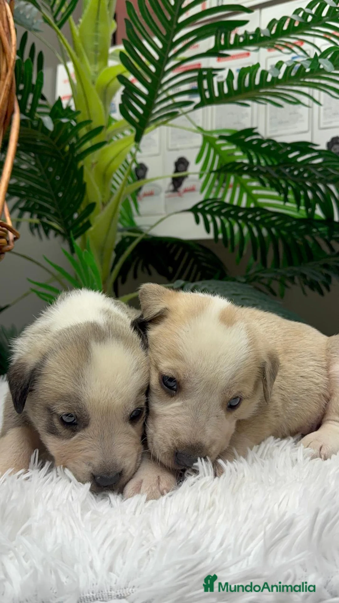 Mastín Español perros en venta: MASTIN ESPAÑOL - Anuncio 16