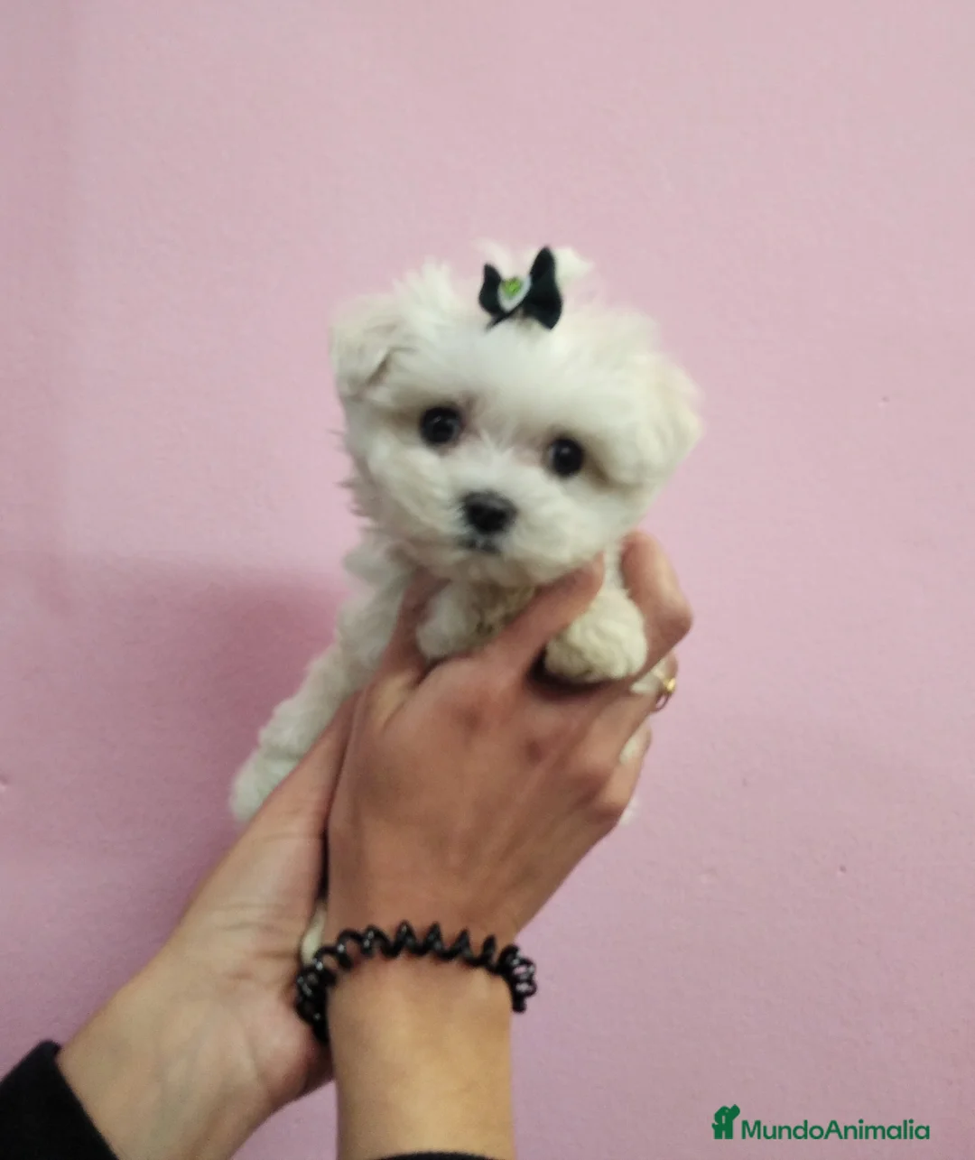 Bichón Maltés perros en venta: Bichón Maltés cachorros  en Barcelona - Anuncio 3