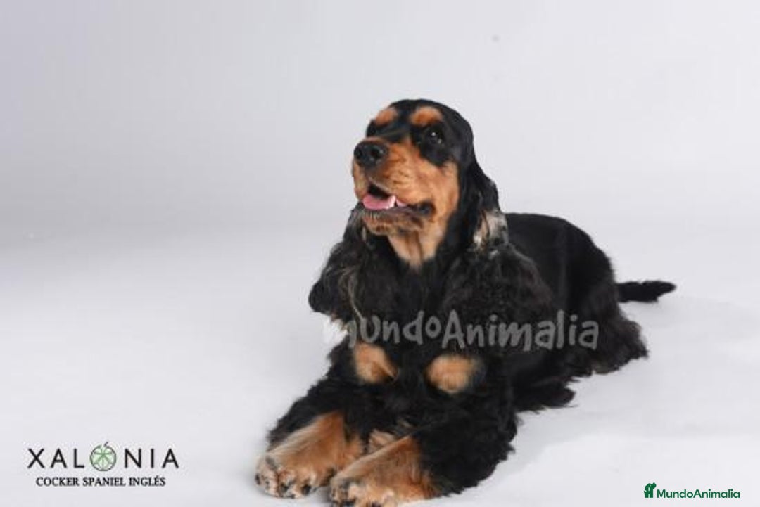 Imagen de galería {{count}}