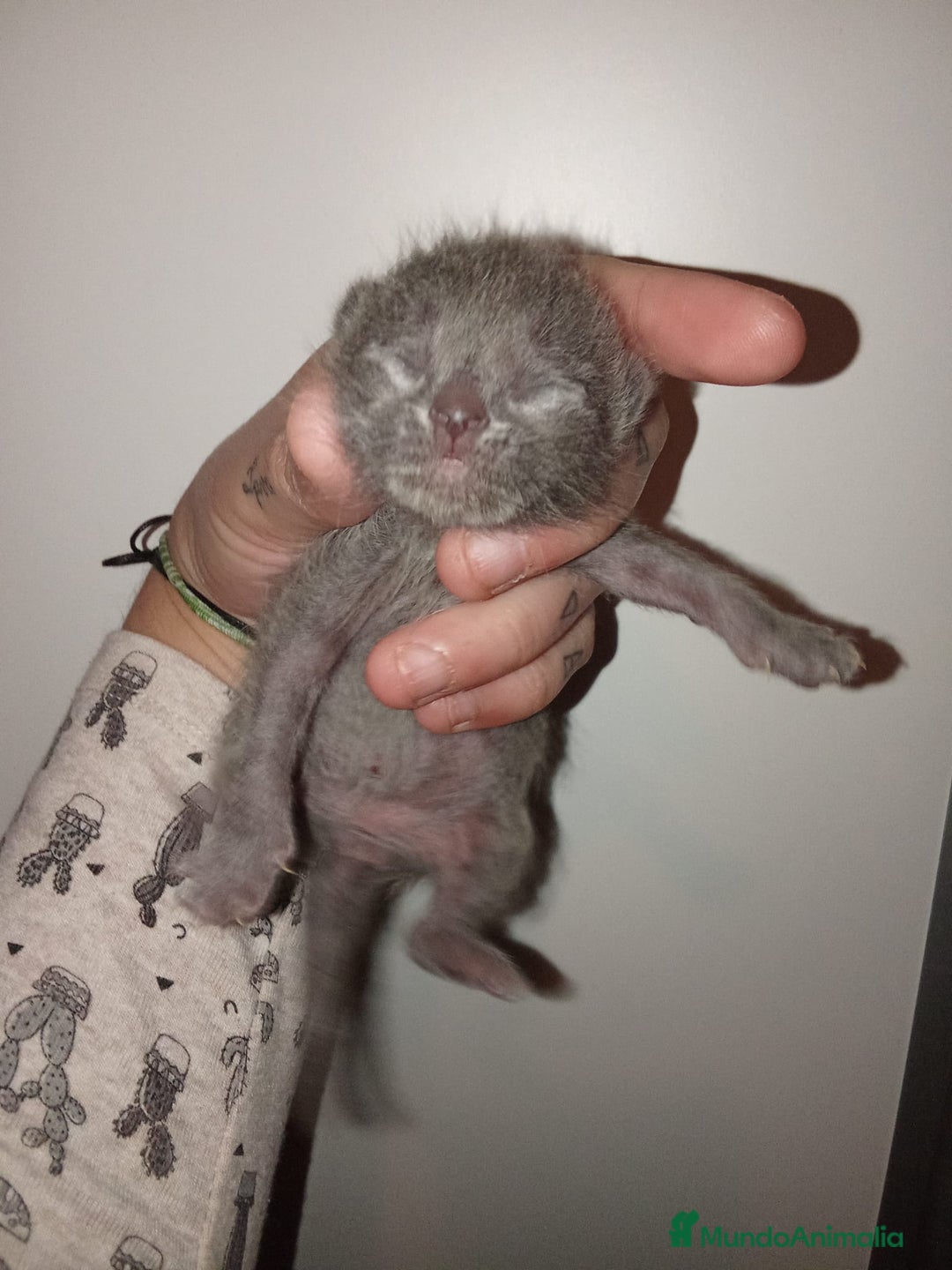 Azul Ruso gatos en venta: Azul ruso  - Anuncio 4