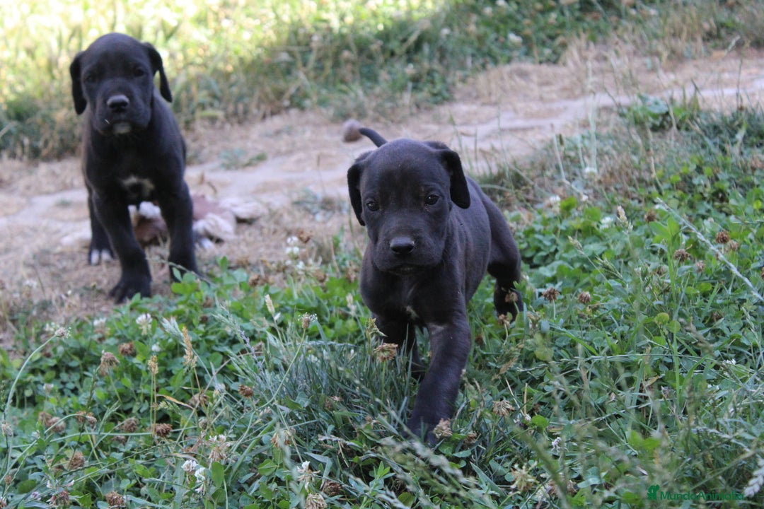 Dogo Alemán perros en venta: Dogo aleman / gran danés  - Imagen 7
