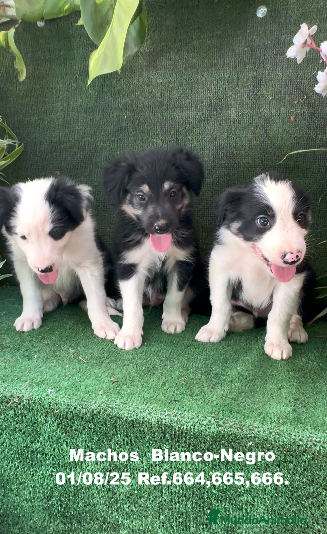 Border Collie perros en venta: Border Collie De Villa Biznaga - Imagen 9