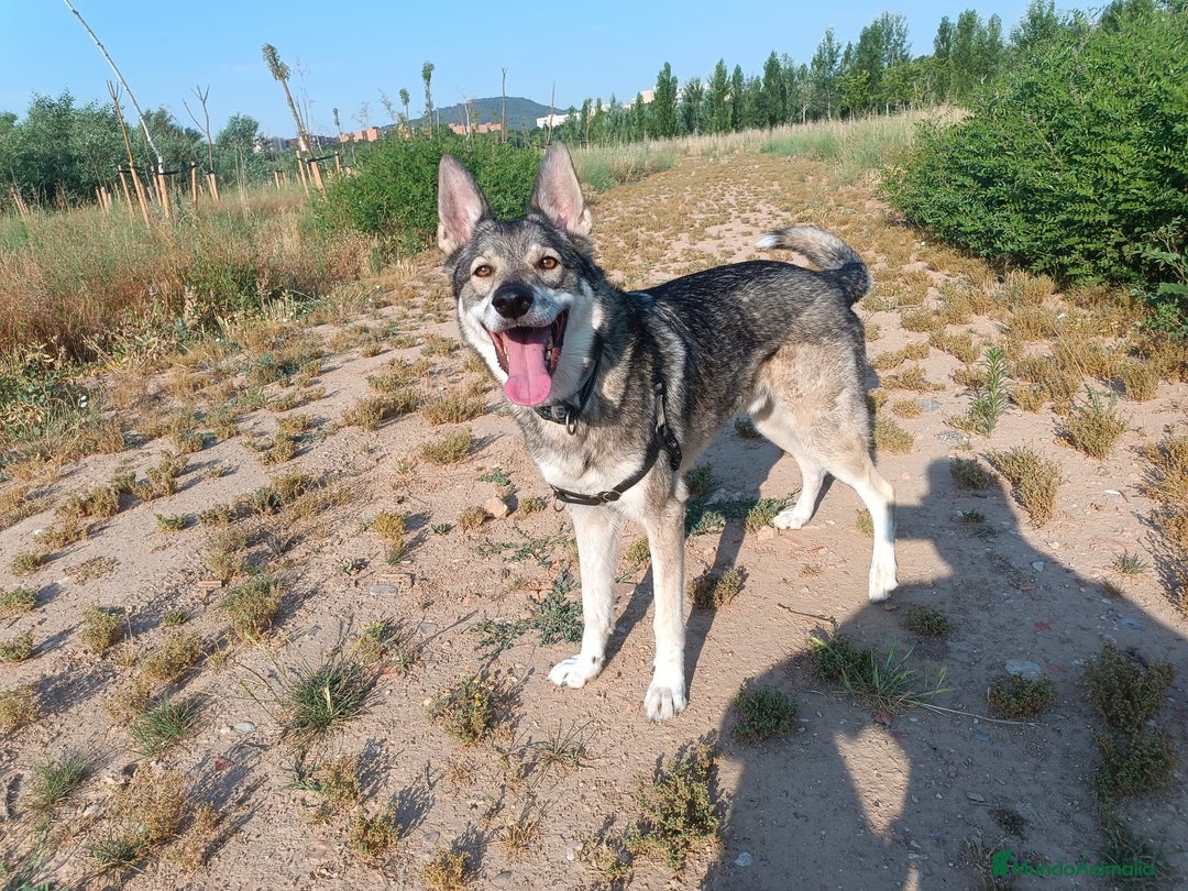 Perro Lobo Checoslovaco perros en adopcion: Perro lobo HERREÑO - Imagen 2