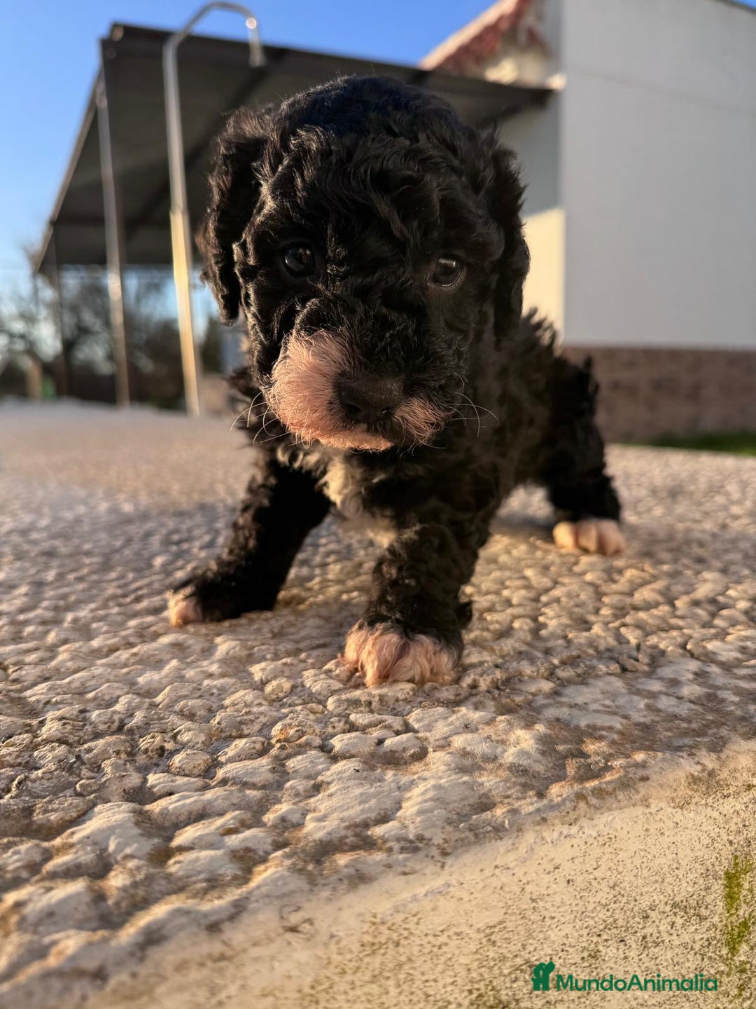 Perro de Agua Español perros en venta: PERRO DE AGUA HEMBRA RABONA - Anuncio 5