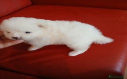 Pomerania perros en venta: Pomerania Lulu  - Imagen 3