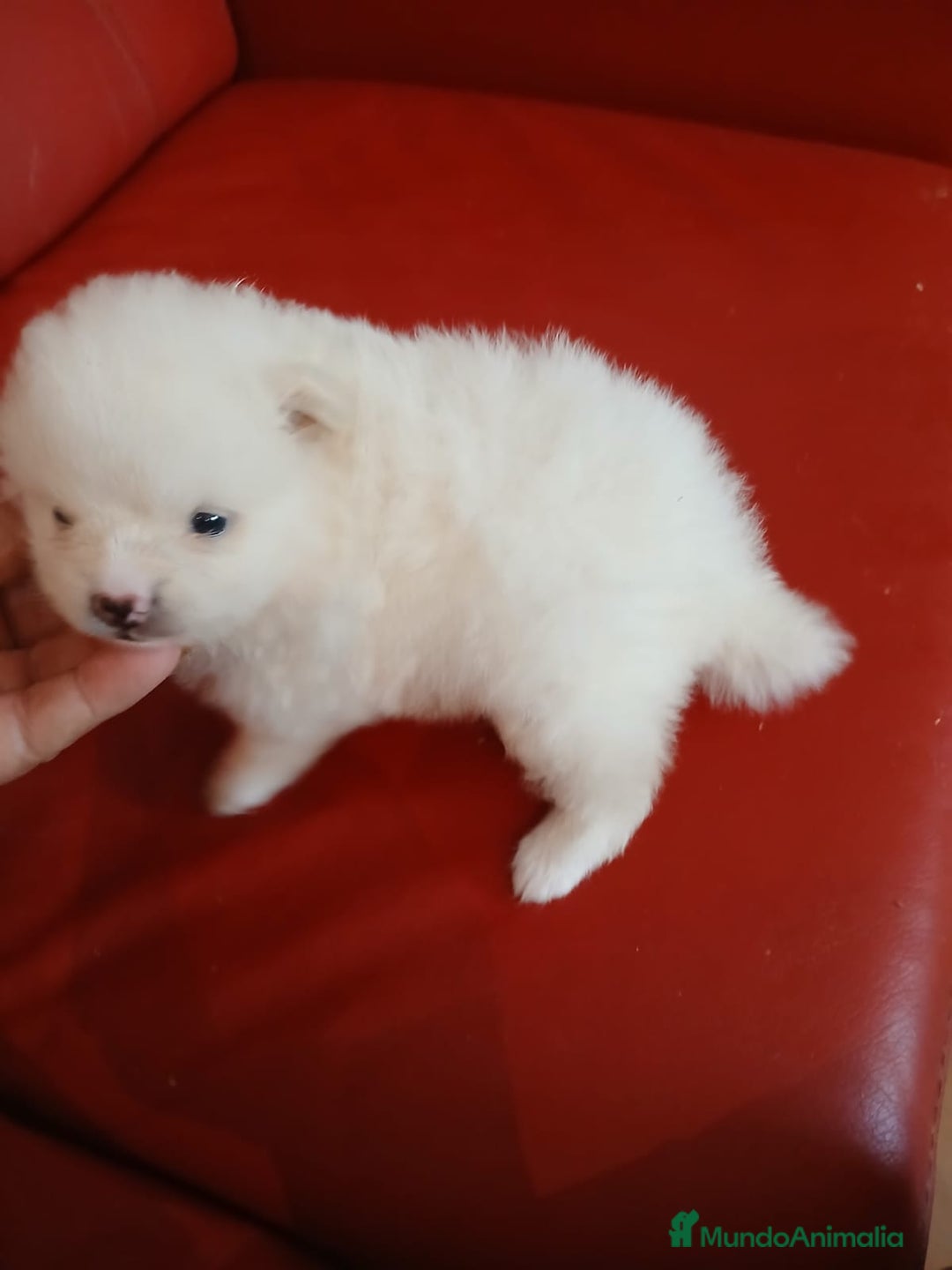 Pomerania perros en venta: Pomerania Lulu  - Imagen 3