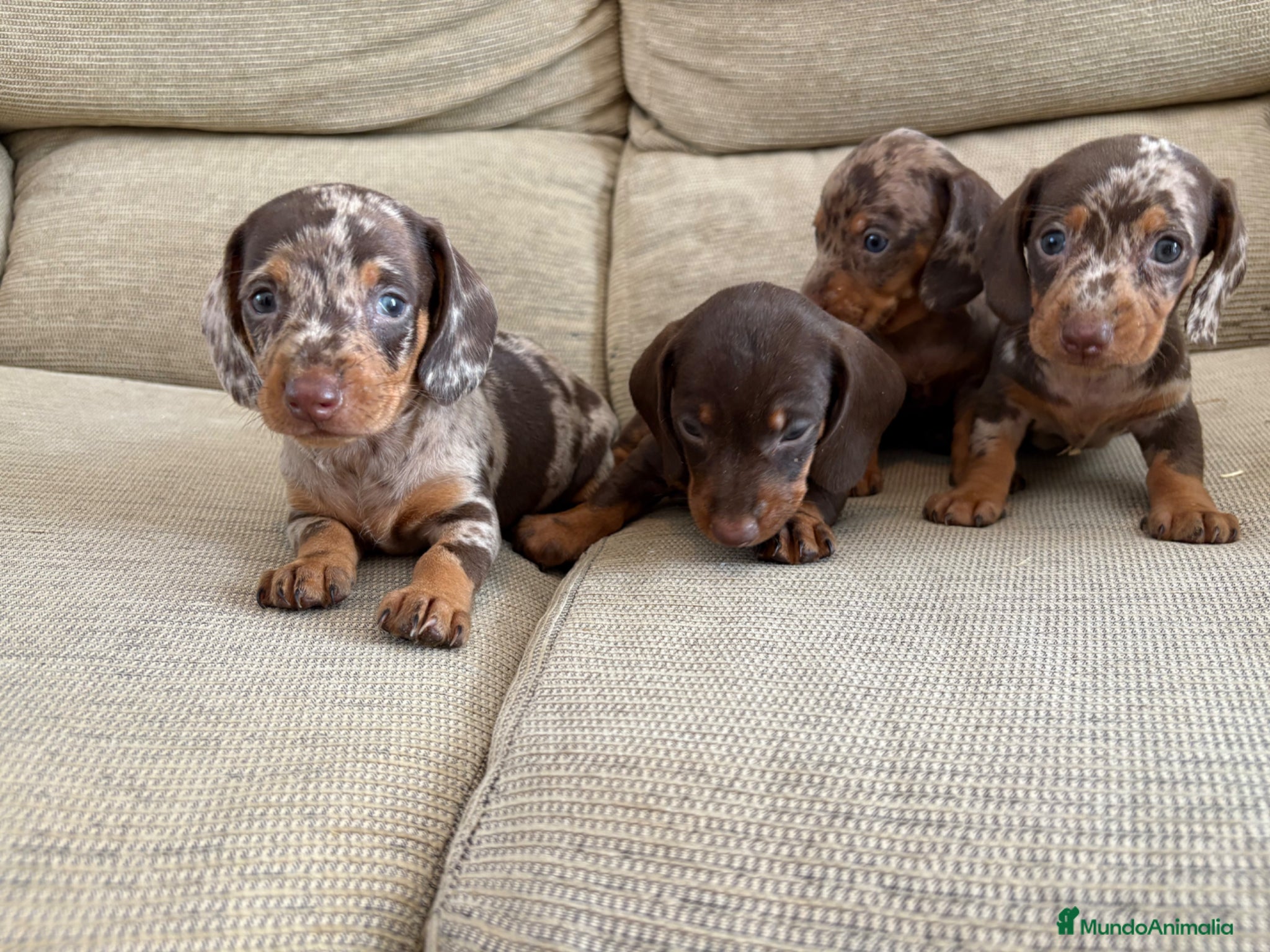 Teckel perros Teckels kaninchen  - Anuncio 1