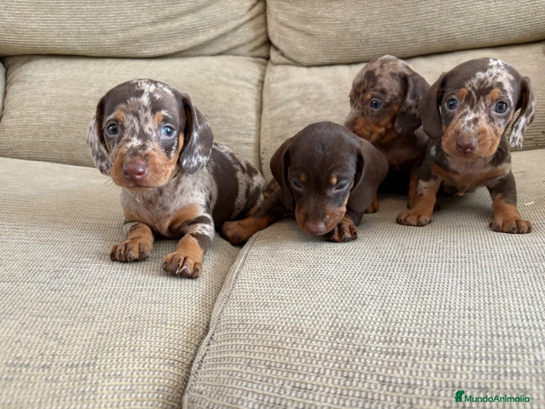 Teckel perros en venta: Teckels kaninchen  - Anuncio 1