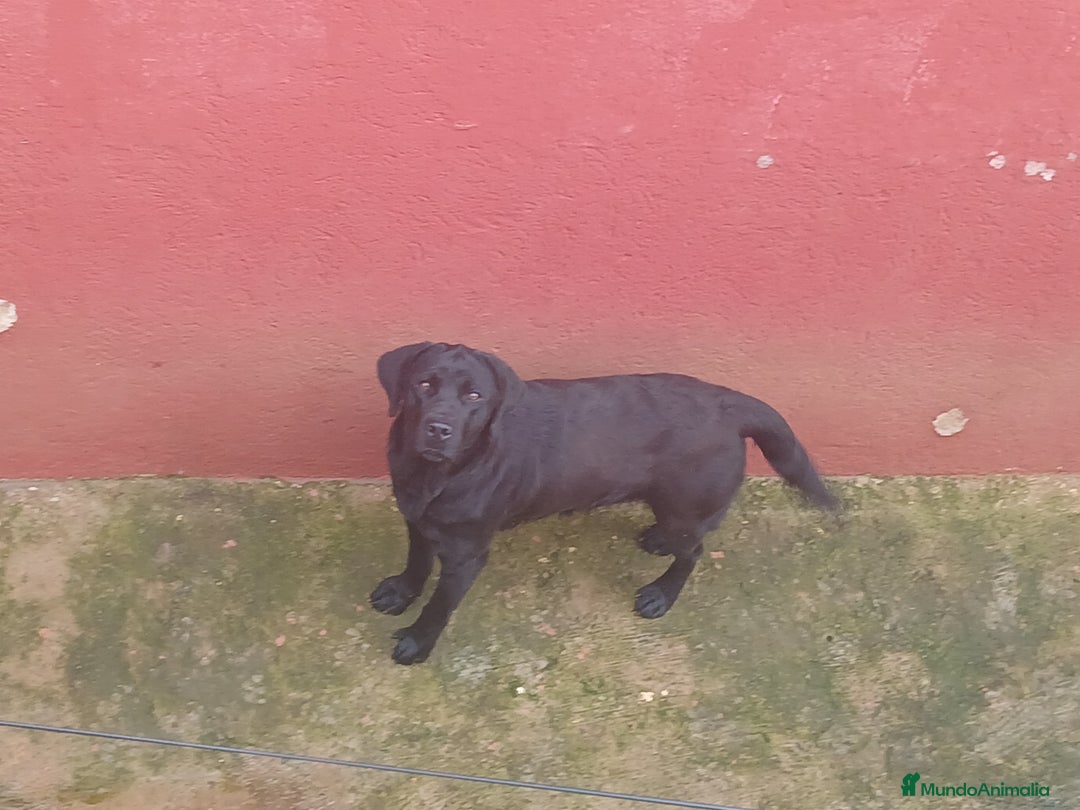 Labrador Retriever perros en venta: Cachorros de Labrador Retriever - Anuncio 1