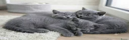 Británico de Pelo Corto gatos en venta: Gatos Brithish shorthair  - Anuncio 8