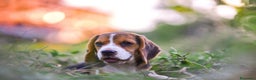 Beagle perros en venta: BEAGLE ALICANTE  en Ciudad Real - Anuncio 3