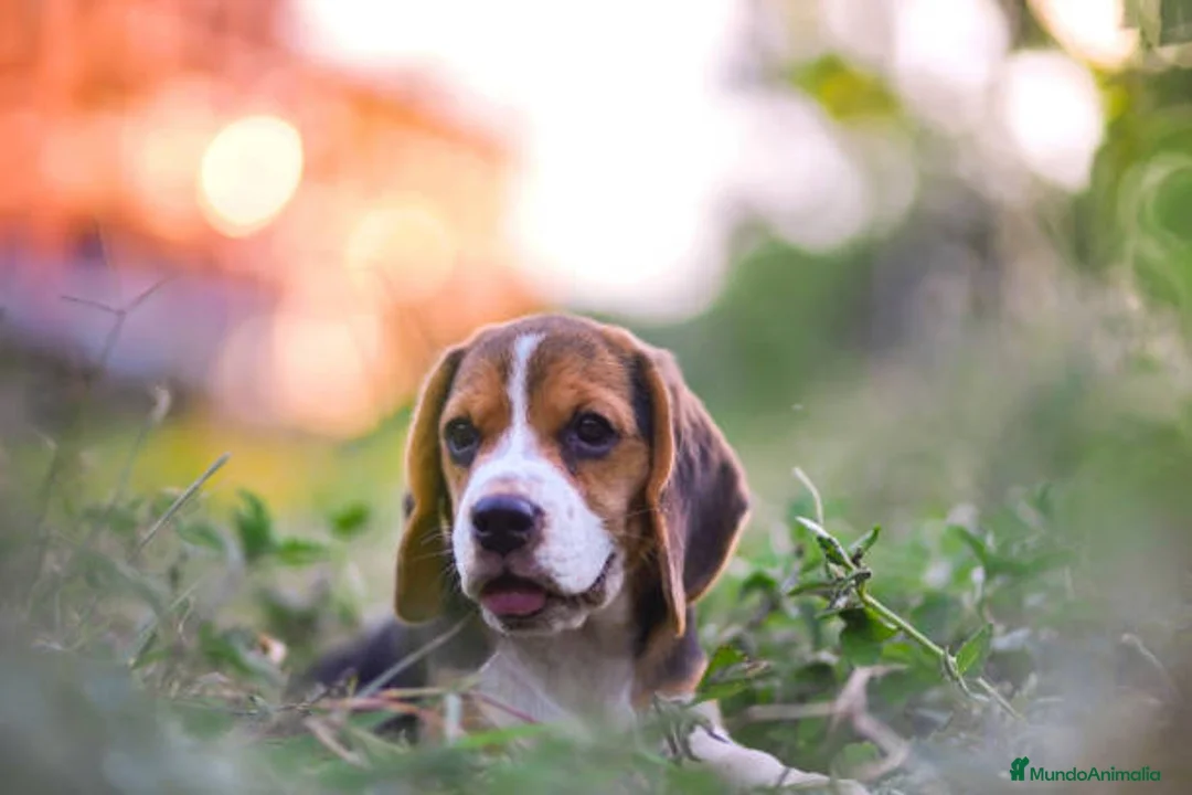 Beagle perros en venta: BEAGLE ALICANTE  en Ciudad Real - Anuncio 3