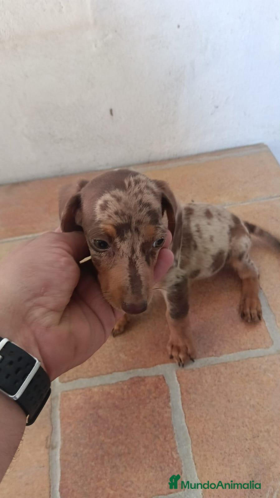 Teckel Miniatura perros Macho teckel mini arlequín chocolate  - Anuncio 1