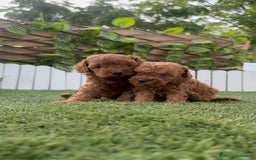 Caniche Toy perros en venta: CANICHE TOY - Imagen 7
