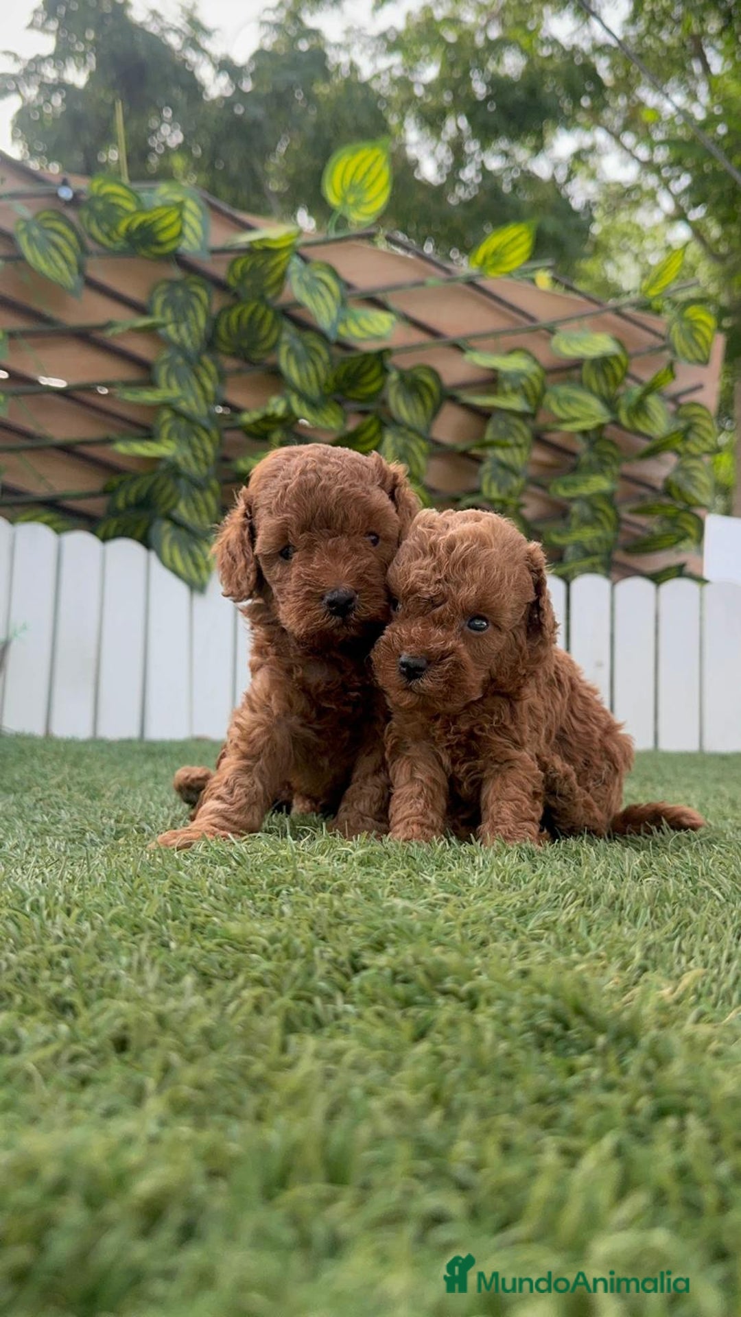 Caniche Toy perros en venta: CANICHE TOY - Imagen 7