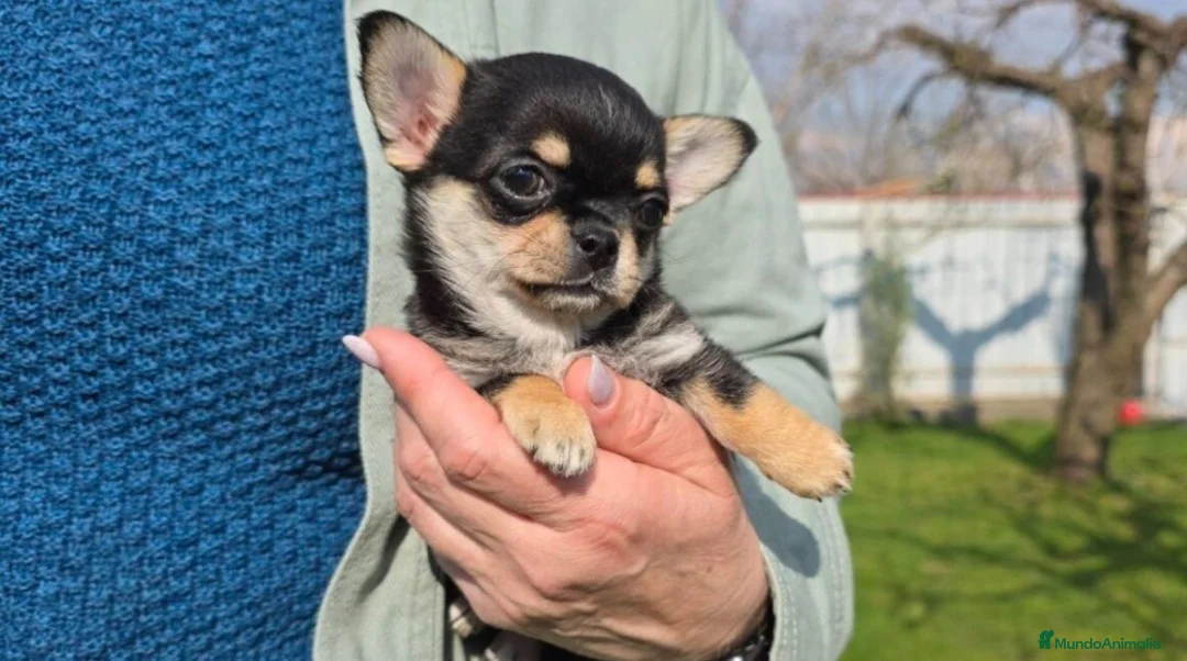 Chihuahua perros en venta: Precioso cachorrito de chihuahua black and tan  - Anuncio 2