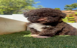 Perro de Agua Español perros en venta: PERRO DE AGUA ESPAÑOL HEMBRA - Imagen 17